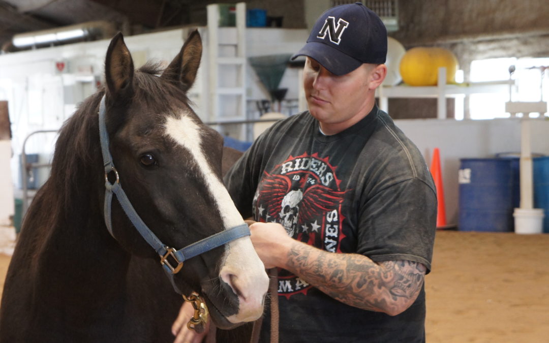 Equine Assisted Mental Health, an Introduction to the Diamond Model