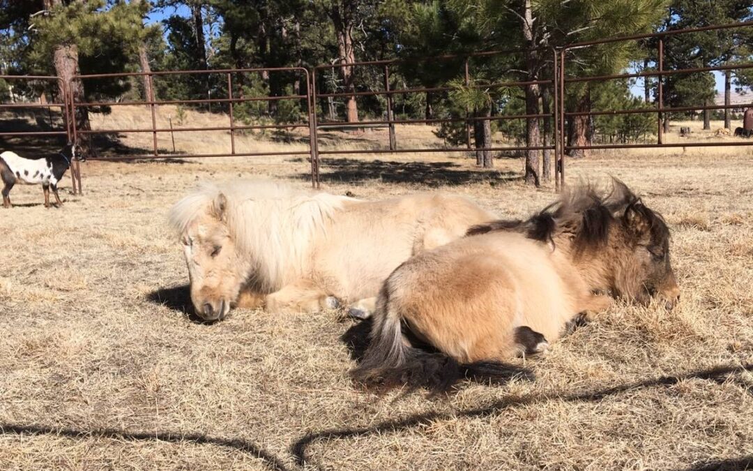 Two miniature horses nap in the sunshine