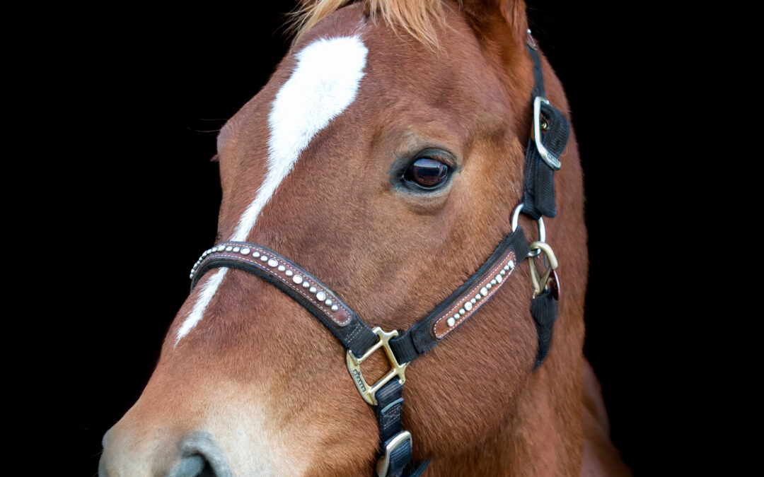 Gracie, in all her beauty