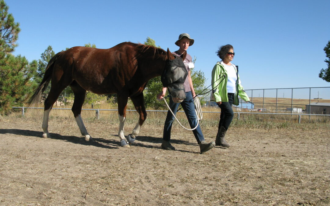 How To Become a Therapy Horse