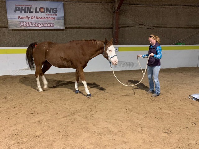 Equine Director Maggie schools therapy horse Shorty