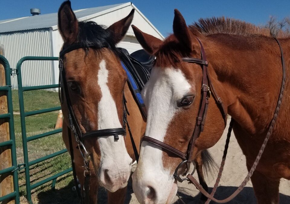 Shorty and Ruffy pause for a visit